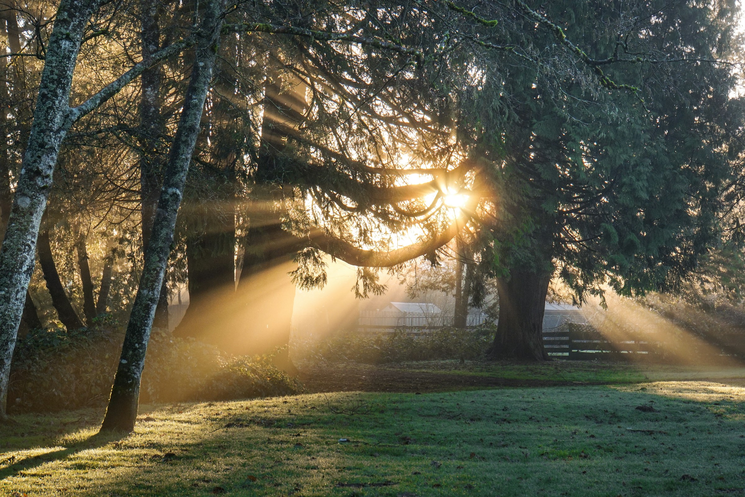 Sunlight filtering through mature trees beside a green lawn